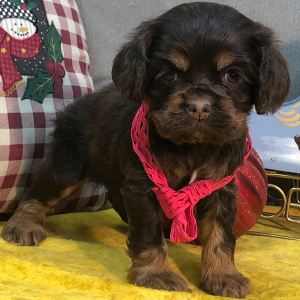 Cocker Spaniel Puppy Jill