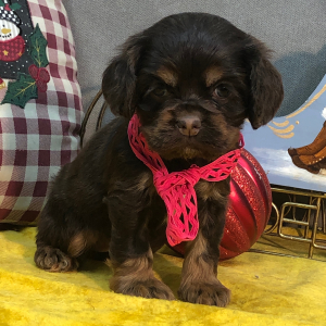 Cocker Spaniel Puppy Jill