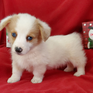 Pembroke Welsh Corgi Puppy Ellie