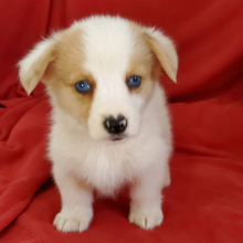 Pembroke Welsh Corgi Puppy Ellie