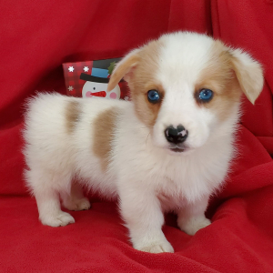 Pembroke Welsh Corgi Puppy Ellie