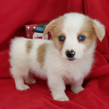 Pembroke Welsh Corgi Puppy Ellie