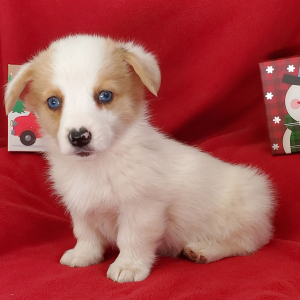 Pembroke Welsh Corgi Puppy Ellie