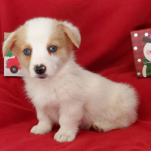 Pembroke Welsh Corgi Puppy Ellie