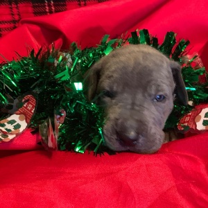Great Dane Puppy Tigress