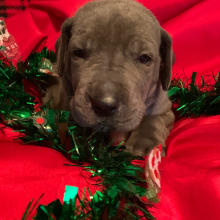 Great Dane Puppy Tigress