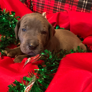 Great Dane Puppy Tigress