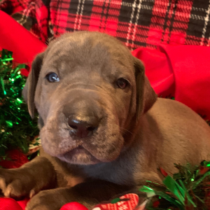 Great Dane Puppy Tigress