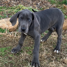 Great Dane Puppy Tigress