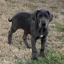Great Dane Puppy Tigress