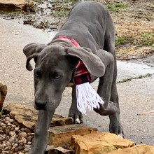 Great Dane Puppy Tigress