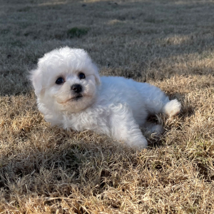 Bichon Frise Puppy Rocky