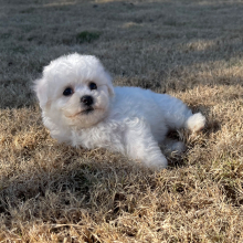 Bichon Frise Puppy Rocky