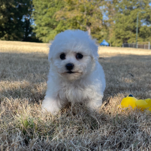 Bichon Frise Puppy Rocky