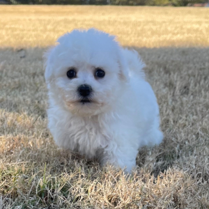 Bichon Frise Puppy Rocky