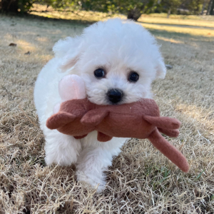 Bichon Frise Puppy Rocky