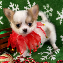 Chihuahua Puppy Baxter
