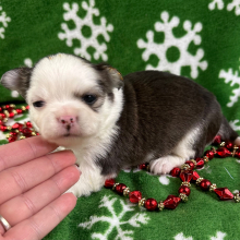 Chihuahua Puppy Preston