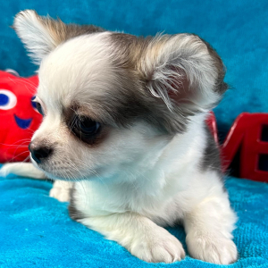 Chihuahua Puppy Preston