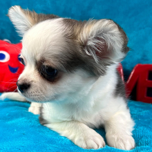 Chihuahua Puppy Preston