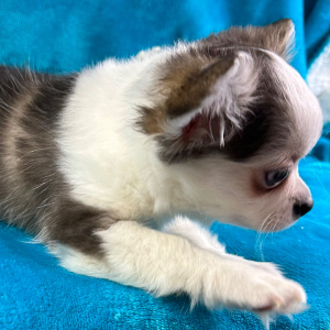 Chihuahua Puppy Preston