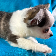 Chihuahua Puppy Preston