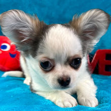 Chihuahua Puppy Preston