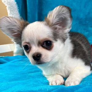 Chihuahua Puppy Preston