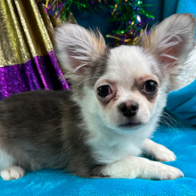 Chihuahua Puppy Preston