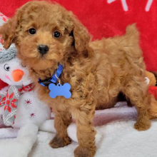 Poodle Puppy Ralphie