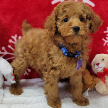 Poodle Puppy Ralphie