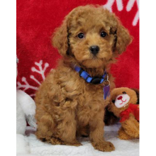 Poodle Puppy Ralphie