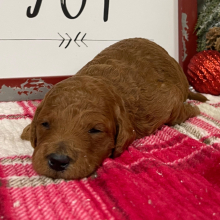 Goldendoodle Puppy Julie