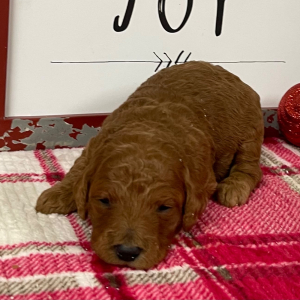Goldendoodle Puppy Julie