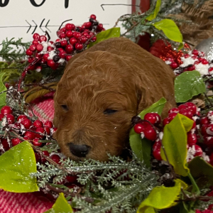 Goldendoodle Puppy Julie