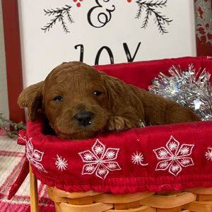 Goldendoodle Puppy Julie