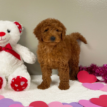 Goldendoodle Puppy Julie