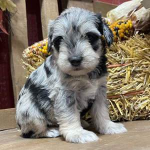 Miniature Schnauzer Puppy Dottie
