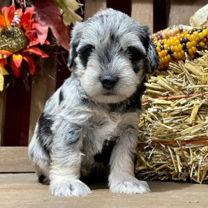 Miniature Schnauzer Puppy Dottie