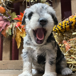 Miniature Schnauzer Puppy Dottie