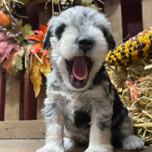 Miniature Schnauzer Puppy Dottie