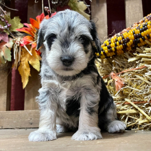 Miniature Schnauzer Puppy Dottie
