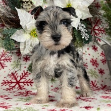 Miniature Schnauzer Puppy Dottie