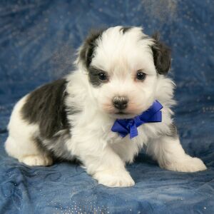Havanese Puppy Colt
