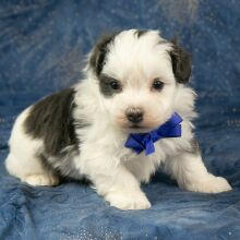 Havanese Puppy Colt