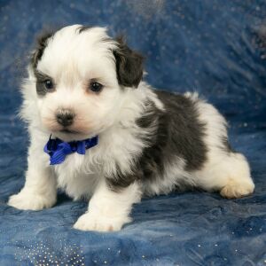 Havanese Puppy Colt