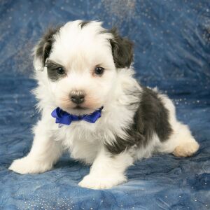 Havanese Puppy Colt