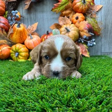 Cavalier King Charles Spaniel Puppy Orlan