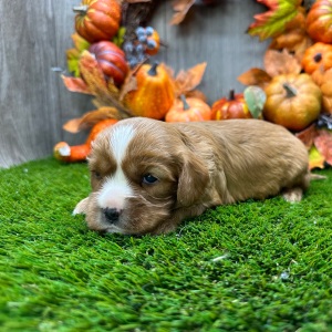 Cavalier King Charles Spaniel Puppy Orlan