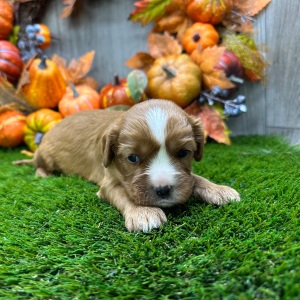 Cavalier King Charles Spaniel Puppy Orlan